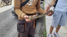 Η επίθεση της οχιάς στην ερπετολόγο προκάλεσε ανησυχία σε Αγρίνιο, Βόλο και Λαμία