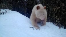 Κίνα: Σπάνιες εικόνες με το μοναδικό πάντα-αλμπίνο σε όλο τον κόσμο