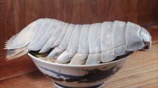 Ταϊβάν: Εστιατόριο για ράμεν λανσάρει πιάτο με βασικό συστατικό ένα... γιγάντιο ισόποδο