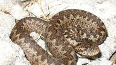 Θεσσαλονίκη: «Είναι εθελόντρια, όχι ερπετολόγος» ξεκαθαρίζει η μητέρα της 39χρονης που την δάγκωσε οχιά