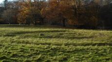 Βρετανία: Ερευνητές εντόπισαν τα παλαιότερα κρούσματα πανώλης - Χρονολογούνται πριν από 4.000 χρόνια