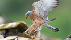 Oι νικητές του τρίτου πανελλήνιου φωτογραφικού διαγωνισμού «Click στη φύση»