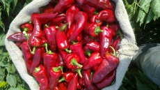 Πώς καπνίζουν το πιπέρι στην Αριδαία;