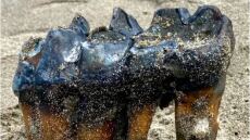 Καλιφόρνια: Γυναίκα βρήκε σε παραλία αρχαίο δόντι μαστόδοντα μήκους 30 εκατοστών