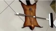 Ταϊλάνδη: Ιπτάμενος σκίουρος προσποιείται τον πεθαμένο για να τον προσέξει ο ιδιοκτήτης του