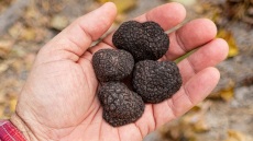 H 1η Πανελλήνια Γιορτή Τρούφας στην Καλαμπάκα