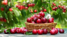 Κεράσια: Για τρίτη χρονιά μειωμένη η παραγωγή - Στα ύψη και φέτος οι τιμές στο ράφι