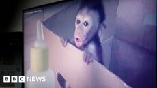 Το BBC αποκάλυψε διεθνές κύκλωμα που βασάνιζε μαϊμουδάκια live και κατά παραγγελία