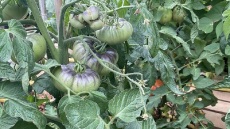 Στα μποστάνια του Αγίου Δημητρίου: Αστοί καλλιεργητές τιθασεύουν τη γη και φέρνουν την ύπαιθρο στην Αθήνα