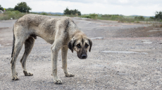 Άφησαν τα σκυλιά τους να πεθάνουν από ασιτία και τη ζέστη