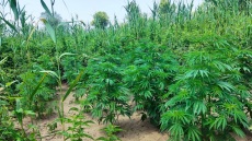 Ρέθυμνο: Συνελήφθησαν δύο άνδρες για καλλιέργεια δενδρυλλίων κάνναβης και κατοχή όπλων
