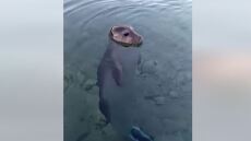 Αλόννησος: Viral το παιχνίδι ενός αξιολάτρευτου μωρού φώκιας με κολυμβητή - Δείτε το βίντεο