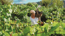 Ο γαστρονομικός πλούτος της Κρήτης από τη φάρμα στο πιάτο μας