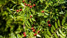 Γιατί το Μεταξοχώρι Λάρισας είναι μια αυθεντική εμπειρία ελληνικών γεύσεων