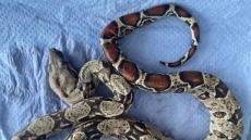 Θεσσαλονίκη: Βρέθηκε βόας σε πάρκο στην Τούμπα - Δείτε φωτογραφίες