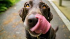 Επιστρέφει το Woof Festival | ToPetmou - 10 λόγοι για να είστε εκεί στις 5 και 6 Απριλίου