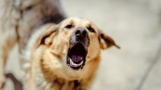 Ηράκλειο: Κατήγγειλε επίθεση από σκυλιά σε πλατεία