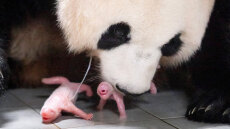 Νότια Κορέα: Πάντα γέννησε δίδυμα σε ζωολογικό κήπο - Δείτε βίντεο