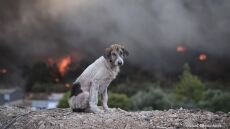 Φωτιές - Οινόη: Ο θλιμμένος σκύλος ανάμεσα στις φλόγες - Viral η φωτογραφία