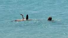 Κρήτη: Λουόμενος έσωσε γύπα που έπεσε στη θάλασσα - Τον «βάφτισαν» Μαθιό