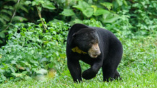 Κρέας αρκούδας θα διατίθεται προς πώληση στη Σλοβακία