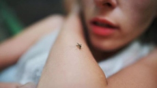 Ιός Δυτικού Νείλου: Συνολικά 11 θάνατοι - Έκκληση από τον ΕΟΔΥ στους πολίτες να προσέχουν