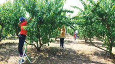 Η Ελλάδα «στέρεψε» από εργάτες γης - Ψάχνει εργαζόμενους στην Ασία