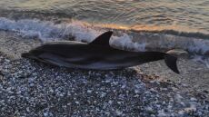 Λάρισα: Δελφίνι ξεβράστηκε νεκρό στην παραλία της Βελίκας
