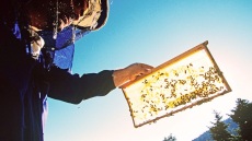 Αλέξανδρος Γκουσιάρης: ο παθιασμένος μελισσοκόμος που προμηθεύει τα Harrods