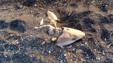 Σαντορίνη: Καρχαριάκι ξεβράστηκε σε παραλία - Δείτε φωτογραφίες