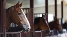 Φρίκη στη Χαλκίδα - Νεκρό άλογο στο οδόστρωμα, το είχαν δέσει με αλυσίδες και σχοινιά σε κολώνα φωτισμού