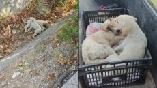 Χαλκιδική: Φιλόζωοι καταγγέλλουν ότι άγνωστοι πέταξαν κουταβάκια στον δρόμο και τα πάτησαν αυτοκίνητα - Δείτε φωτογραφίες