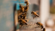 Θεσσαλονίκη: Καταδικάστηκε 70χρονος μελισσοκόμος που είχε… αδυναμία στο ξένο μέλι - Είχε κλέψει μελισσοσμήνη €10.000