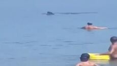 Θεσσαλονίκη: Φεγγαρόψαρο κολυμπούσε στα ρηχά και… τρόμαξε τους λουόμενους - Δείτε βίντεο