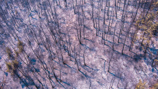 Υπουργείο Περιβάλλοντος: Αναστέλλονται οι οικονομικές δραστηριότητες στην πυρόπληκτη περιοχή του Έβρου