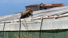 Κρήτη: Εξαντλημένος γύπας βρέθηκε σε θερμοκήπιο - Είχε συμπτώματα δηλητηρίασης