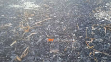 Φωτιά στον Έβρο: Αποκαΐδια έφτασαν σε παραλία της Λήμνου