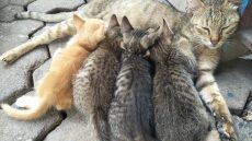 5 λόγοι που η μαμά γάτα εγκαταλείπει τα μικρά της