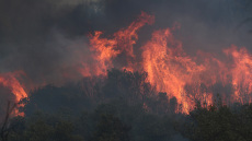 Έβρος: Χωρίς ενεργό μέτωπο η φωτιά της Δαδιάς - Μεγάλη οικολογική καταστροφή