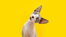 Καταλαβαίνει η γάτα το όνομά της; Χρήσιμες συμβουλές για να σταματήσει να σας σνομπάρει