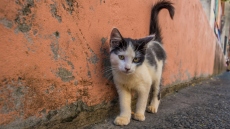 Ρόδος: Άγνωστος τεμάχισε γατάκι - Τον «επικήρυξαν» για 1.000 ευρώ