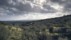 Το ελαιόλαδο από την καρδιά της Μεσσηνίας με ιστορία πάνω από 100 χρόνια