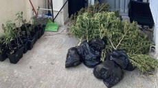 Πέραμα: Το ενδοοικογενειακό επεισόδιο πατέρα - γιου «αποκάλυψε» φυτεία κάνναβης