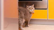 Γιατί δεν επιτρέπεται να τιμωρείτε τη γάτα σας πετώντας της νερό