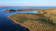 O άγονος τόπος 2.000 στρεμμάτων στη Λέσβο που μετατράπηκε σε εύφορο ελαιώνα με 12 διαφορετικές ποικιλίες ελιάς
