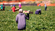 Αυγενάκης - Καιρίδης: Παράνομοι μετανάστες να καλύψουν το πρόβλημα της έλλειψης εργατών γης στη χώρα