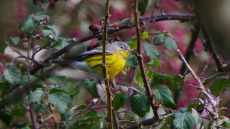 Ένας τυφώνας έφερε στη Βρετανία σπάνια πουλιά από την Αμερική