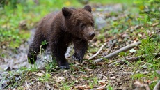 Καστοριά: Νεκρό αρκουδάκι από πυροβόλο όπλο