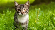 Φιλόζωοι κατήγγειλαν κακοποίηση ζώου και τελικά διώκονται για παραβίαση προσωπικών δεδομένων