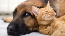 Νομοσχέδιο για ΟΤΑ: Έρχεται πλατφόρμα υιοθεσιών ζώων συντροφιάς και Μητρώο Φιλοζωϊκών Οργανώσεων